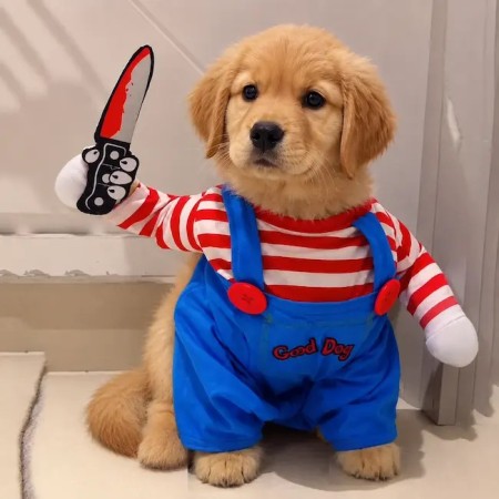 Chien en déguisement Halloween poupée possédée