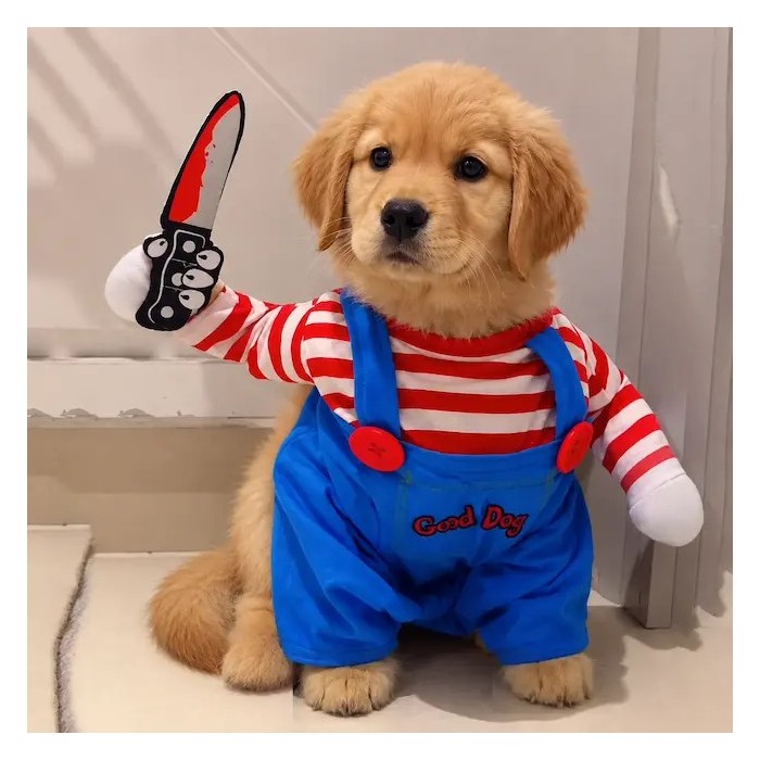Chien en déguisement Halloween poupée possédée