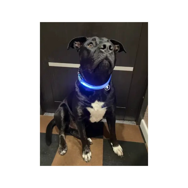 Chien noir visible de nuit grâce au collier LED bleu - Protection maximale