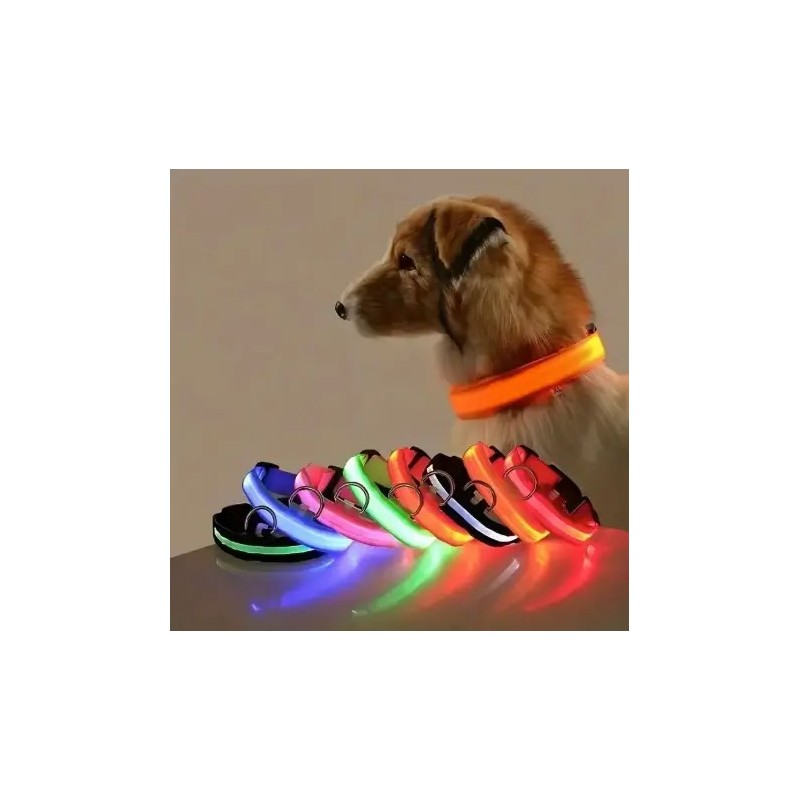 Chien portant un collier lumineux orange - Sécurité nocturne et visibilité