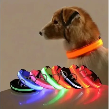 Chien portant un collier lumineux orange - Sécurité nocturne et visibilité