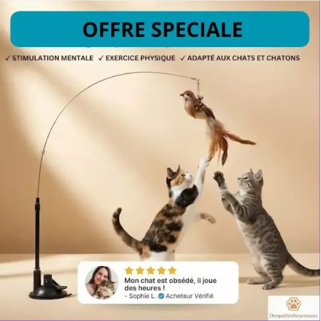 jeu interactif pour chat d'appartement