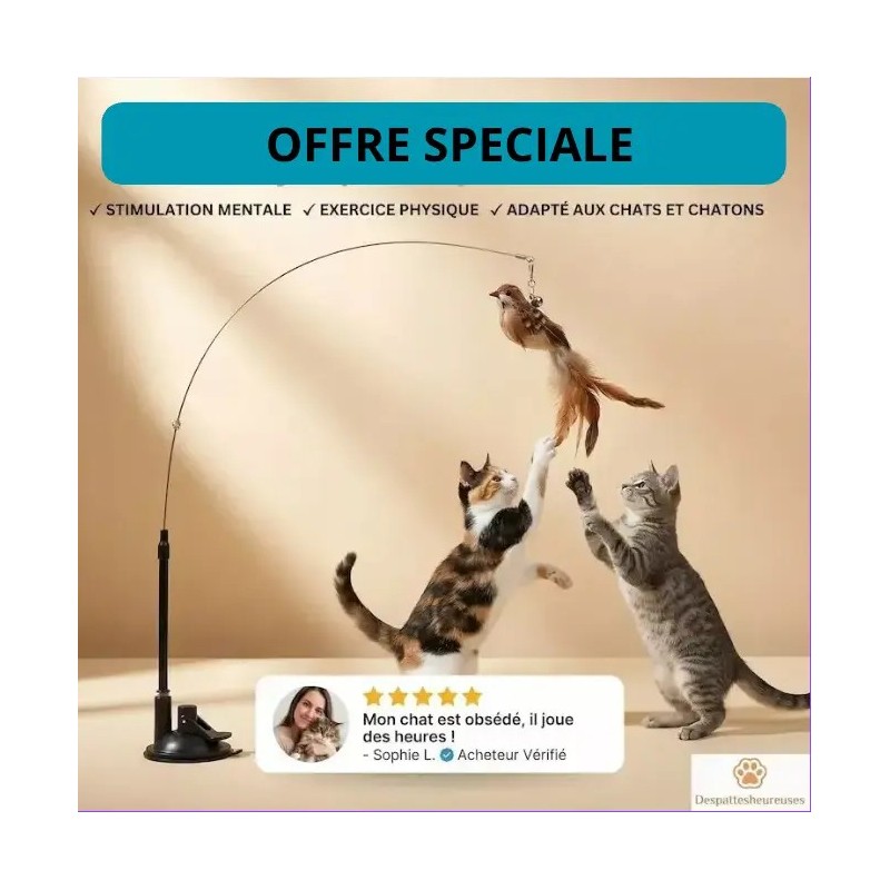 jeu interactif pour chat d'appartement